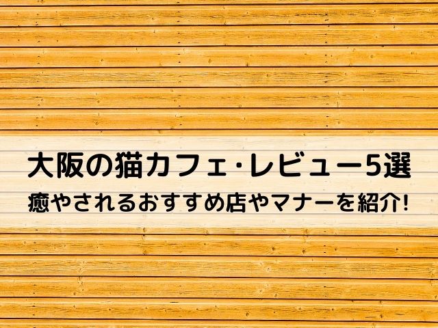 大阪の猫カフェ5選のリアルレビュー!猫好きが癒やされるおすすめ店やマナーを紹介!